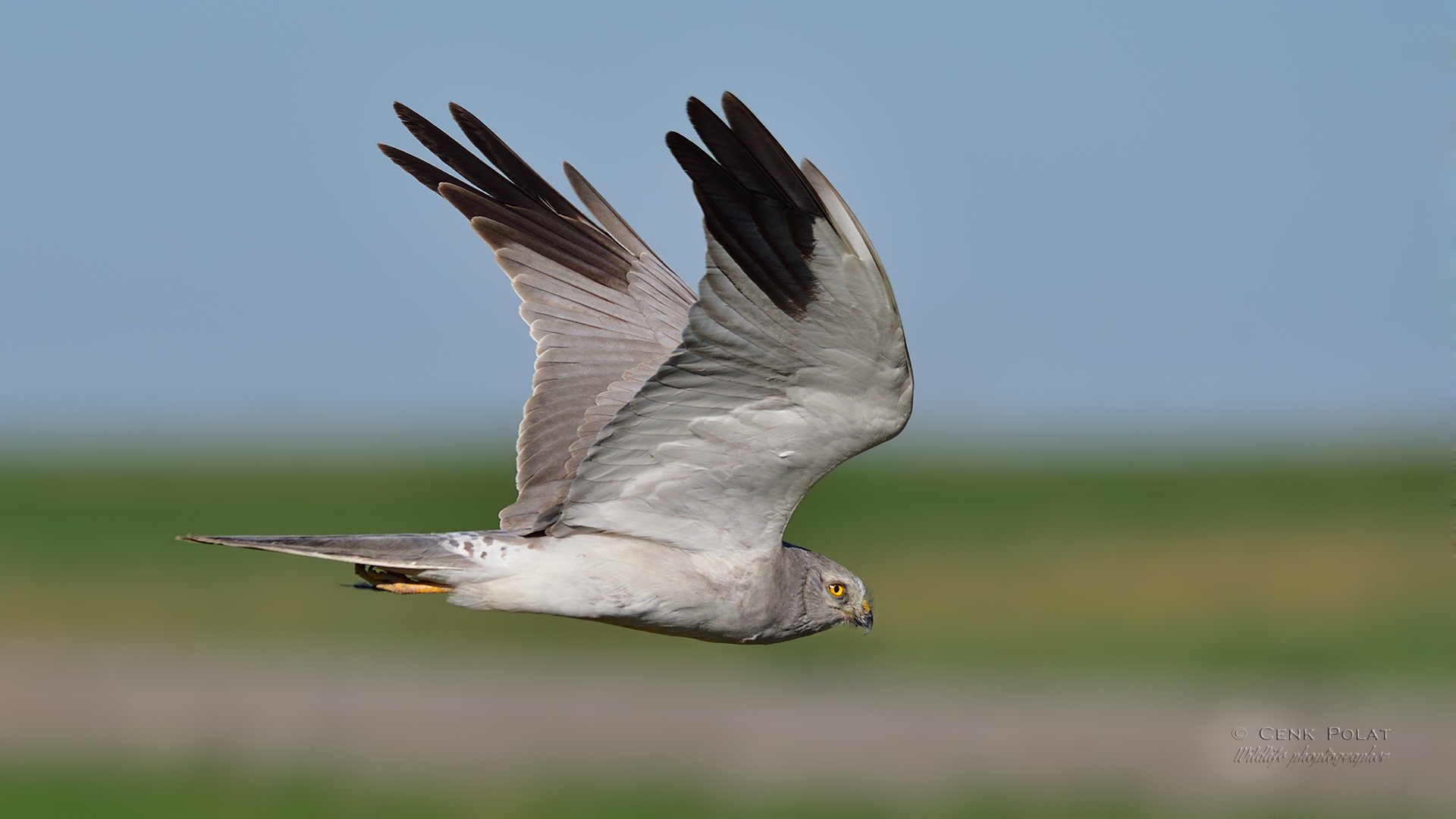 Pallid Harrier
